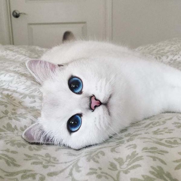 hófehér cica
